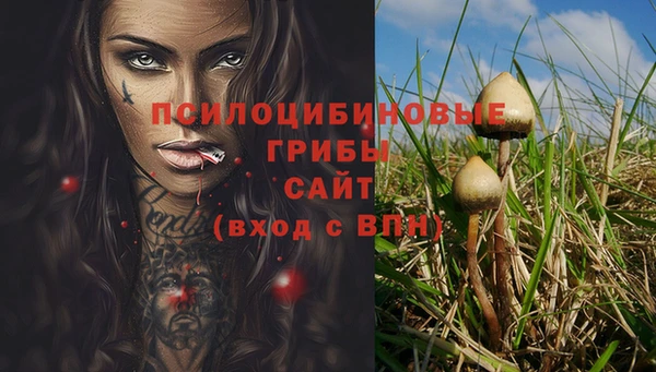 шишки Арсеньев